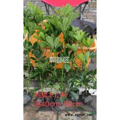 金禾女贞柱子（40袋苗）