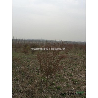 米径30公分大香樟树，树形特别漂亮