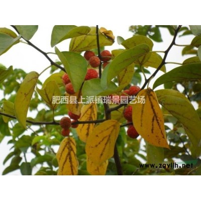 安徽石楠球1介绍