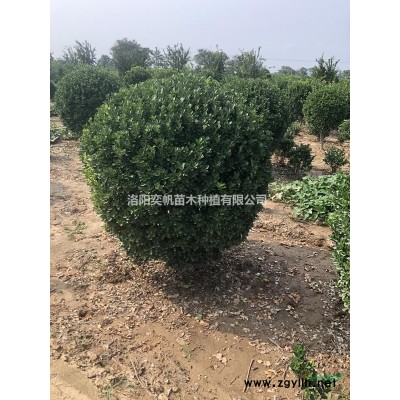 一米五大叶黄杨球