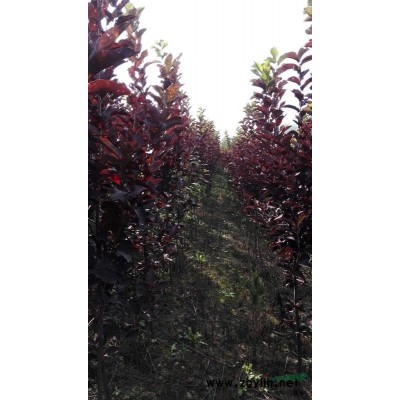 花楸，紫叶碉李