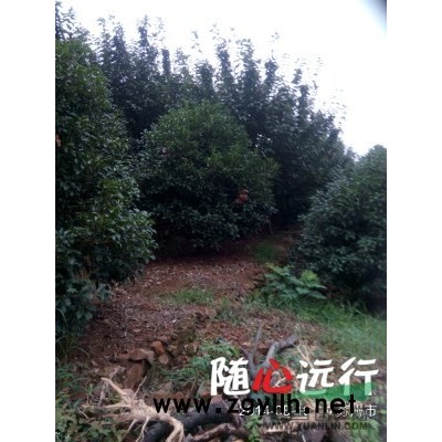 供应樱花，海棠，鸡爪戚，桂花，广玉兰，乌桕，榉树，朴树，黄山