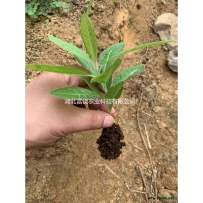 黄杜鹃4年种苗树苗带花苞