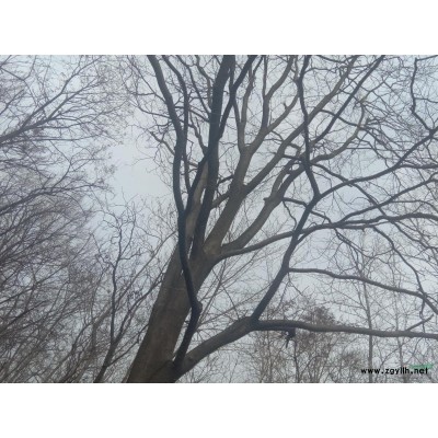 安徽亳州供应一颗野生皂桷树