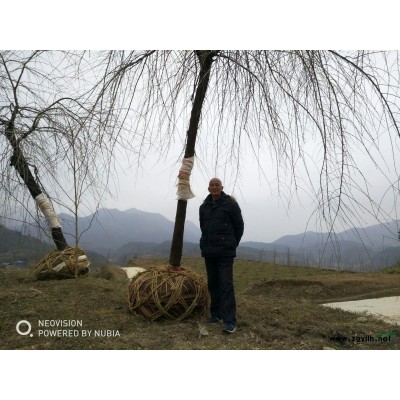 四照花 山荔枝 石枣