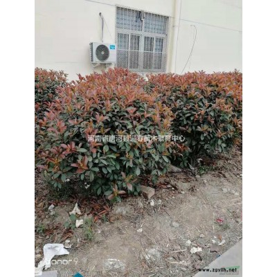 2018年河南红叶石楠球新报价