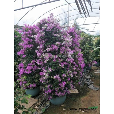 特殊品种三角梅