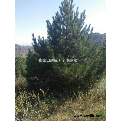 油松树2米高度3米4米大量河北张家口货源2020年报价