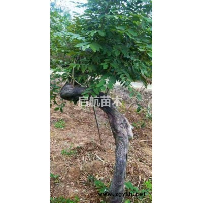 朴树、紫藤、黄连木、三角枫、桂花