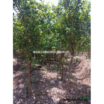 福建地区供应地径3-6公分金丝楠木