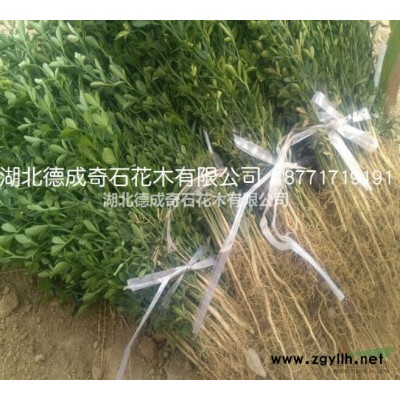 湖北红叶石楠3哪里好/哪家便宜