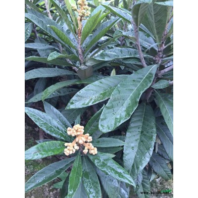 大小规格杨梅树基地