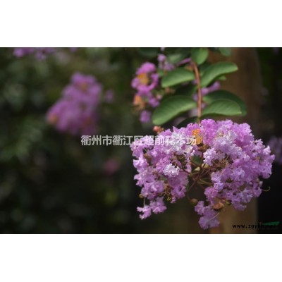 分枝2--2.5米以上高杆紫薇 高杆紫薇基地 浙江高杆紫薇