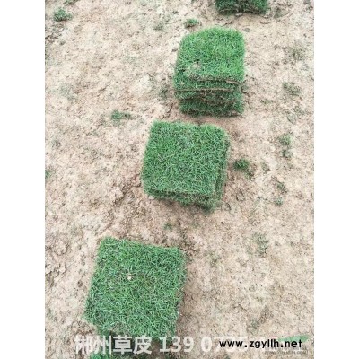 绿化苗木地被植物 迎春苗 供应工程苗迎春花苗床苗地苗营养钵袋