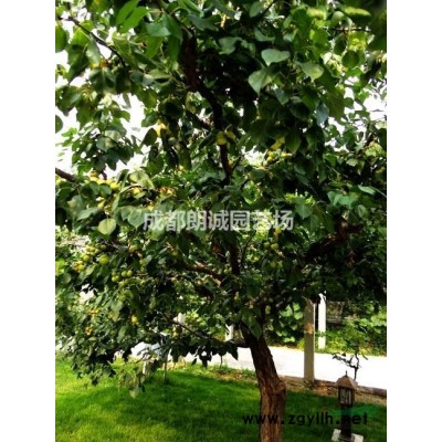 成都山杏苗圃基地 基地促销