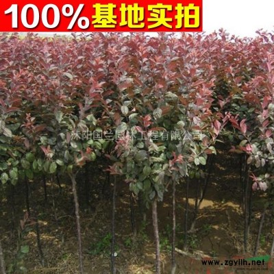 大花萱草基地 大花萱草工程苗大花萱草绿化苗大花萱草价格