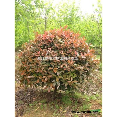 精品 海桐球 P150-300