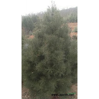 蜀桧(桧柏，河南桧，北京桧)