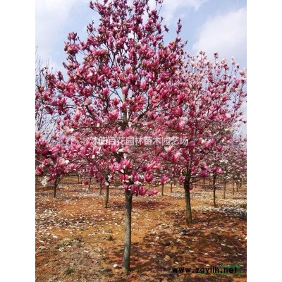 大桂花、大叶黄杨球、大叶女贞基地