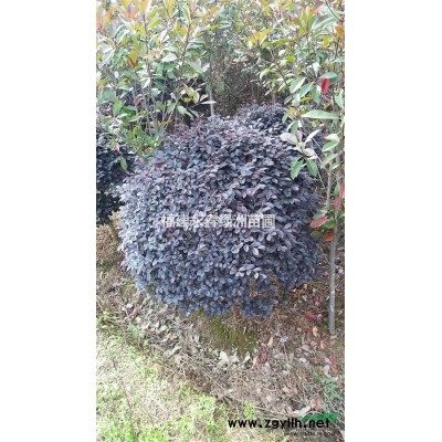 供应罗汉松造型，罗汉松盆景，罗汉松种类价格，福建罗汉松