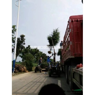 高杆女贞参考价格_大叶女贞批发价