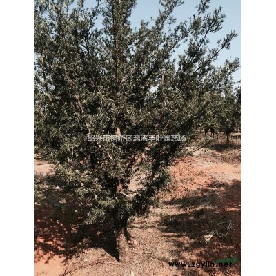 大量供应D13-25精品造型罗汉松