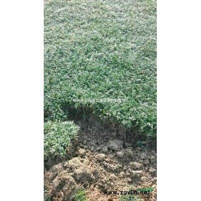 基地直销各类工程（杜鹃、红桎木、红叶石楠等）小苗