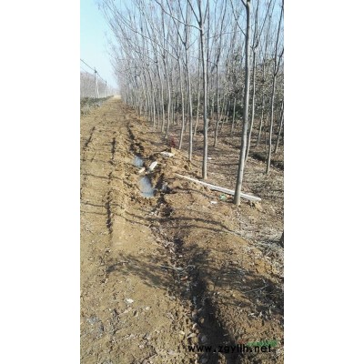 江苏省盱眙县鼎立苗木供应2-5公分实生银杏树1.2万株