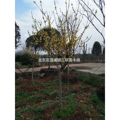 浙江省金华市金东区澧浦三联苗木提供大量精品天鹅绒、红火箭紫薇