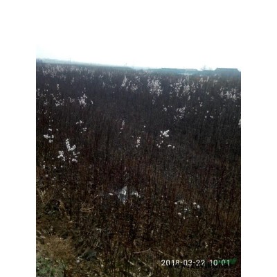 1公分以上山杏苗5万，1公分元宝枫7万，自有苗圃无中介