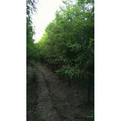 30公分红叶石楠