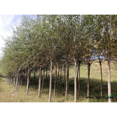 沈阳地区供应垂暴109柳断干后发冒6∽10公分