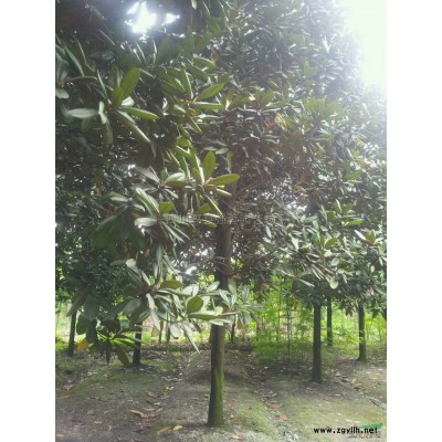 银杏基地2报价/四川银杏基地2报价