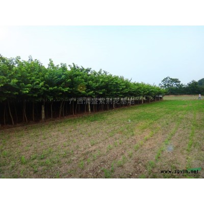 广西浦盛园紫荆花种植基地供应5～12公分宫粉紫荆