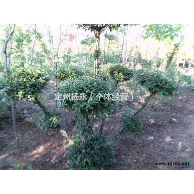 山桃，金叶榆，金叶榆球，绣线菊，草花，丁香，沙地柏，黄栌棣棠