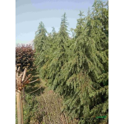 自家苗园供应红叶李，樱花，雪松等各种苗木