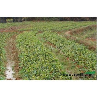 造型罗汉松报价/湖南造型罗汉松报价