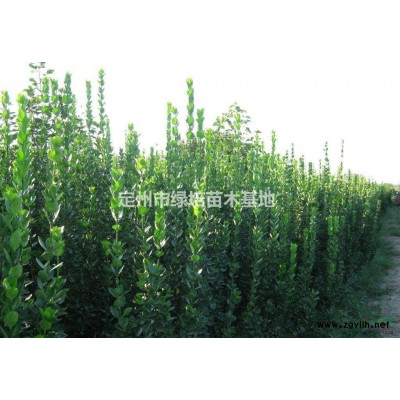 河北定州绿培苗木基地北海道黄杨低价出售