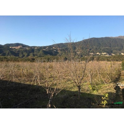 福建竹柏批发/供应