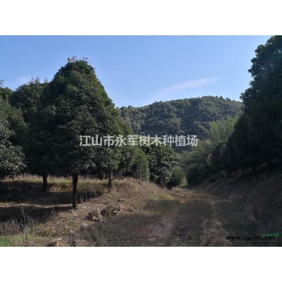 桂花，八月桂，丹桂，金桂，红豆杉