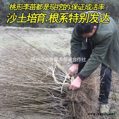 嵊州桃形李苗木果树苗李子苗脆红李子苗