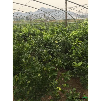 浙江专业桔子小苗供应商 便宜桔子苗 桔子小苗批发