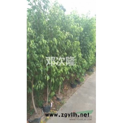 有大量自家种优质细叶榕树，价格优惠