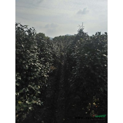 大量供应3一5公分耐冬，价，3公分，30元。4公分，60元。