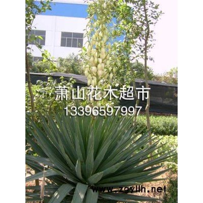 浙江紫叶桃介绍