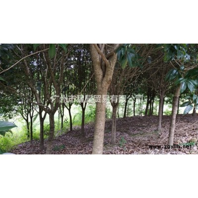 广西桂林 林场批量直供金桂大树 桂花树 大量批发