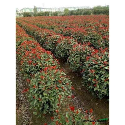 罗汉松*新价格/罗汉松报价