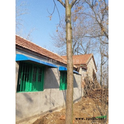 供应朴树丶朴树苗