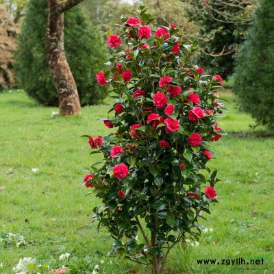 四川成都低价处理茶花一批