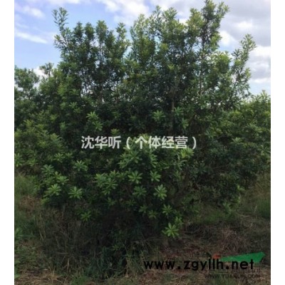 瓜子黄杨小毛球